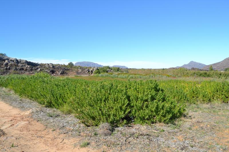 5 Bedroom Property for Sale in Piketberg Rural Western Cape